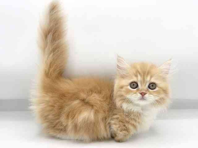 大阪府のミヌエット (ひごペットフレンドリーららぽーとEXPOCITY店/2026年2月15日生まれ/女の子/レッドタビーホワイト)の子猫の3枚目の画像