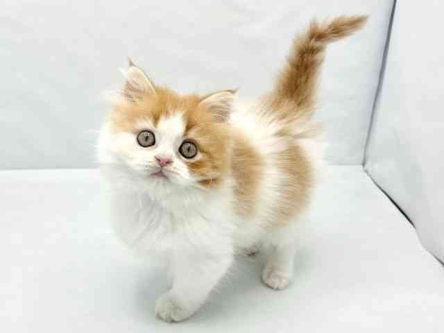大阪府のスコティッシュフォールド (ひごペットフレンドリーイトーヨーカドー津久野店/2026年2月6日生まれ/男の子/レッドタビーホワイト)の子猫の3枚目の画像