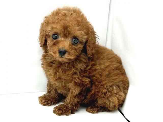 大阪府のトイプードル(トイ) (ひごペットフレンドリーイトーヨーカドー津久野店/2026年2月26日生まれ/男の子/レッドフォーン)の子犬の3枚目の画像