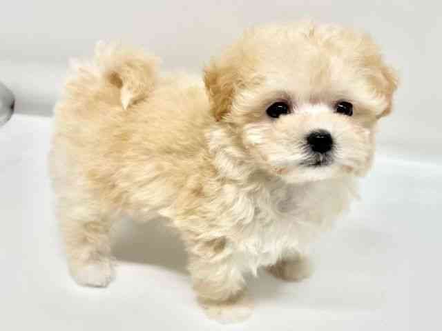 大阪府のマルプー(マルチーズ×プードル) (ひごペットフレンドリーイオンタウン豊中庄内店/2026年2月26日生まれ/女の子/クリーム)の子犬の3枚目の画像