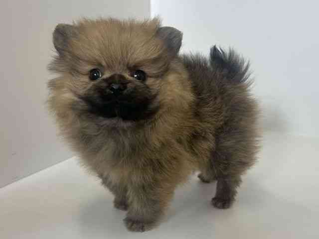 大阪府のポメラニアン (ひごペットフレンドリーアクロスプラザ住之江店/2026年2月22日生まれ/男の子/オレンジ)の子犬の3枚目の画像