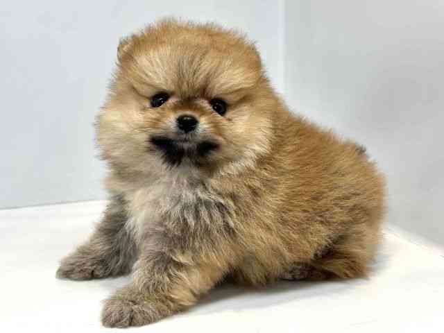 大阪府のポメラニアン (ひごペットフレンドリーセブンパーク天美店/2026年2月26日生まれ/女の子/オレンジ)の子犬の3枚目の画像