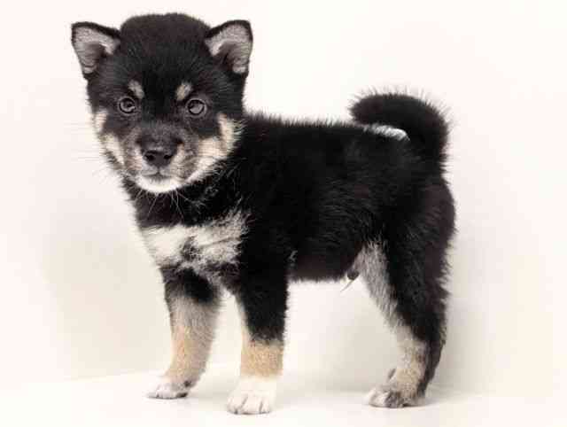 福岡県の柴犬(標準サイズ) (ひごペットフレンドリーリバーウォーク北九州店/2026年2月26日生まれ/男の子/黒)の子犬の3枚目の画像