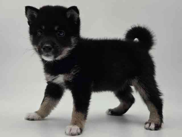 島根県の柴犬(標準サイズ) (ひごペットフレンドリーイオンモール出雲店/2026年2月26日生まれ/女の子/黒)の子犬の3枚目の画像