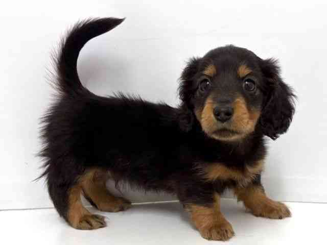 大阪府のミニチュアダックスフンド(ロング) (ひごペットフレンドリーベルファⅡ都島店/2026年2月28日生まれ/男の子/ブラックタン)の子犬の3枚目の画像