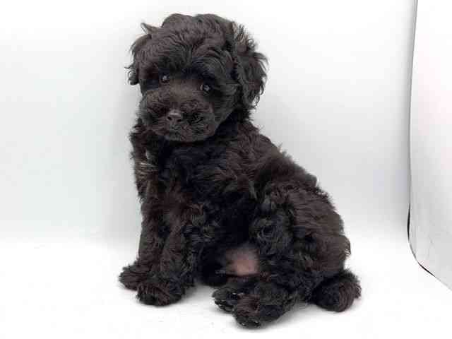 奈良県のトイプードル(トイ) (ひごペットフレンドリー田原本店/2026年2月28日生まれ/男の子/ブラック)の子犬の3枚目の画像