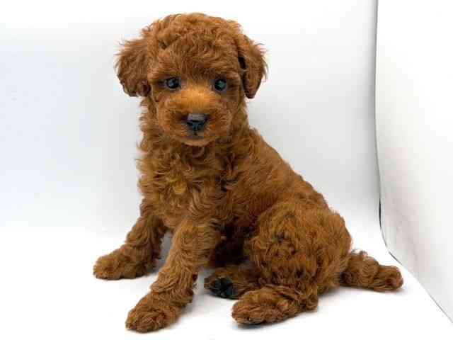 奈良県のトイプードル(トイ) (ひごペットフレンドリー田原本店/2026年2月28日生まれ/男の子/レッドフォーン)の子犬の3枚目の画像