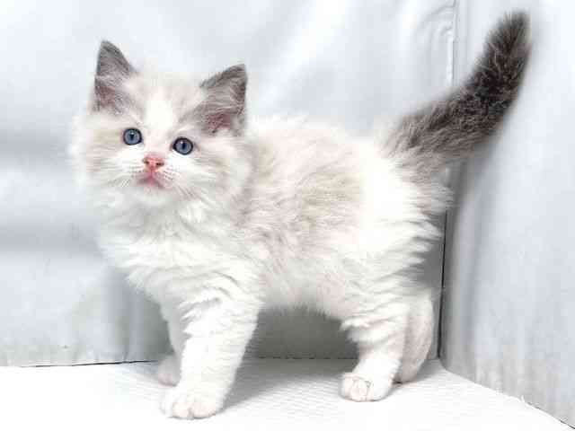 大阪府のラグドール (ひごペットフレンドリー堺プラットプラット店/2026年2月27日生まれ/男の子/ブルーポイントバイカラー)の子猫の3枚目の画像