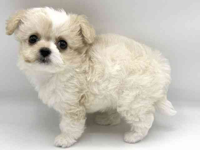 大阪府のチワプー/プーチー(チワワ×プードル) (ひごペットフレンドリーららぽーとEXPOCITY店/2026年2月27日生まれ/女の子/ホワイトレッド)の子犬の3枚目の画像