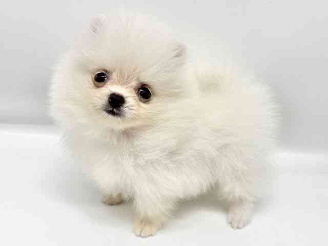 大阪府のポメラニアン (ひごペットフレンドリーイオンタウン豊中庄内店/2026年3月1日生まれ/女の子/ホワイト)の子犬の3枚目の画像