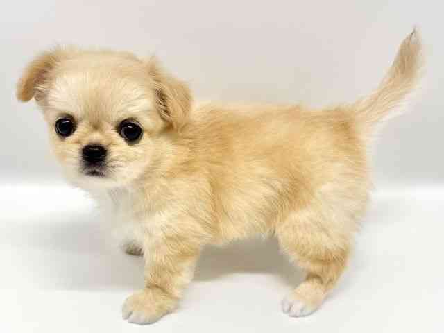 大阪府のチワペキ/ペキチー/ペキチワ(チワワ×ペキニーズ) (ひごペットフレンドリーイオンタウン豊中庄内店/2026年3月1日生まれ/女の子/クリーム)の子犬の3枚目の画像