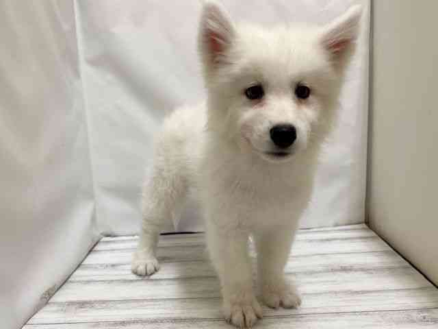 和歌山県のサモエド (ひごペットフレンドリーパームシティ和歌山店/2026年2月28日生まれ/男の子/ホワイト)の子犬の3枚目の画像