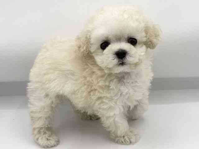 大阪府のトイプードル(トイ) (ひごペットフレンドリーららぽーとEXPOCITY店/2026年3月1日生まれ/男の子/ホワイト)の子犬の3枚目の画像