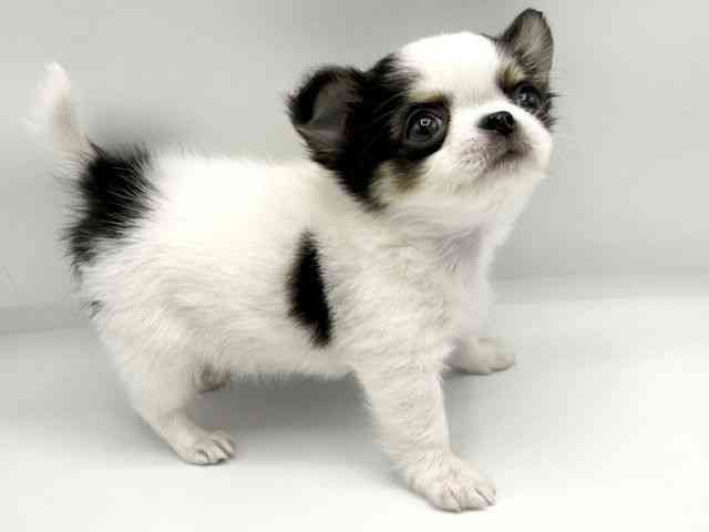 大阪府のチワワ(ロング) (ひごペットフレンドリーららぽーとEXPOCITY店/2026年3月1日生まれ/女の子/ホワイトブラッククリーム)の子犬の3枚目の画像