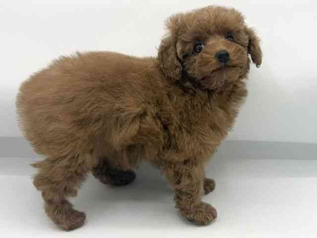 大阪府のトイプードル(トイ) (ひごペットフレンドリーららぽーとEXPOCITY店/2026年3月1日生まれ/女の子/レッドフォーン)の子犬の3枚目の画像