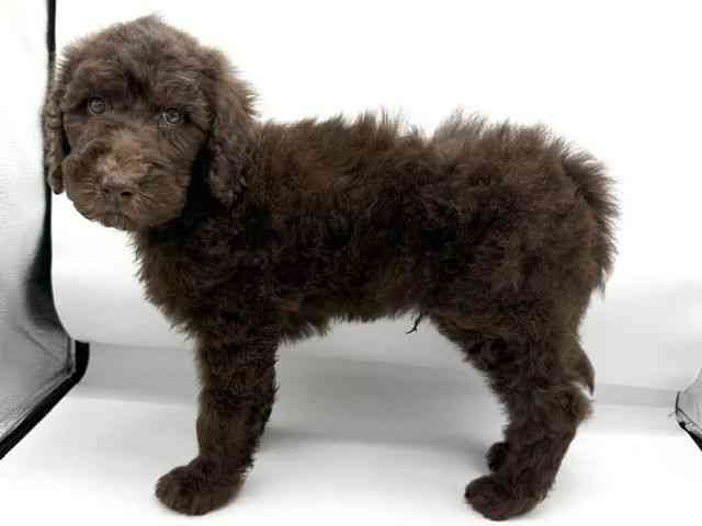 大阪府のスタンダードプードル (ひごペットフレンドリーららぽーとEXPOCITY店/2026年2月24日生まれ/男の子/ブラウン)の子犬の3枚目の画像