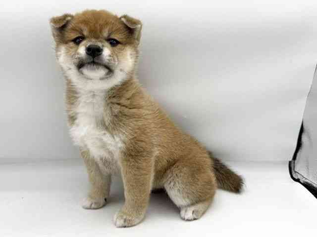 大阪府の柴犬(標準サイズ) (ひごペットフレンドリーららぽーとEXPOCITY店/2026年3月2日生まれ/女の子/赤)の子犬の3枚目の画像