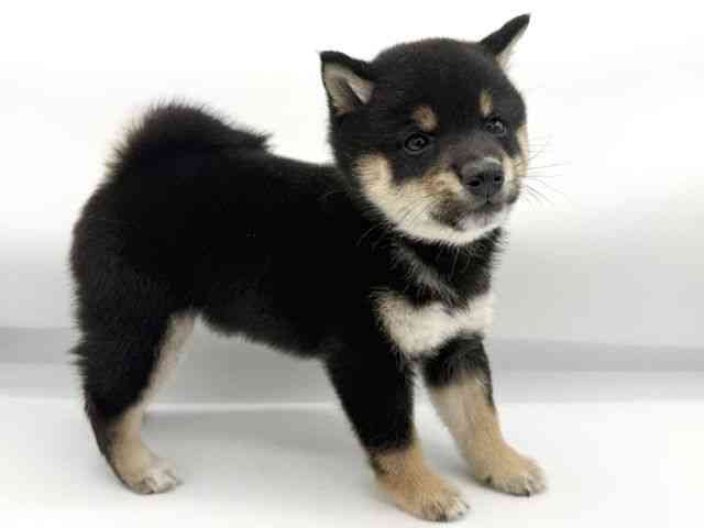 大阪府の柴犬(標準サイズ) (ひごペットフレンドリーららぽーとEXPOCITY店/2026年3月1日生まれ/男の子/黒)の子犬の3枚目の画像