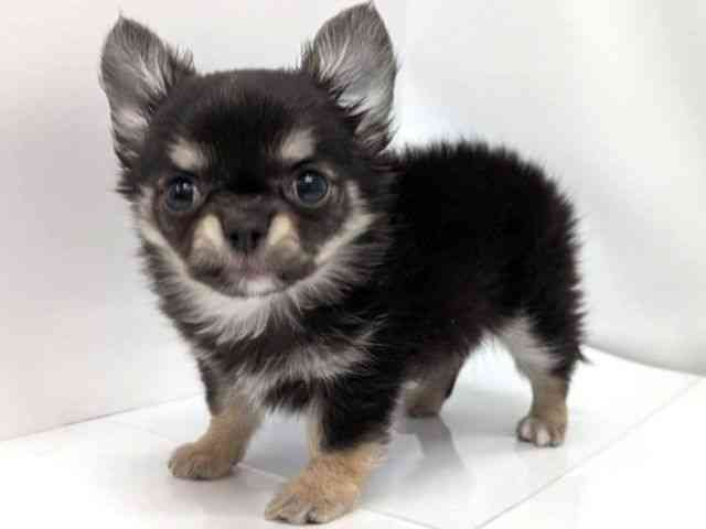 広島県のチワワ(ロング) (ひごペットフレンドリーゆめタウン廿日市店/2026年2月26日生まれ/男の子/ブラッククリーム)の子犬の3枚目の画像