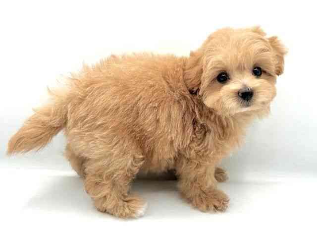 島根県のハーフ犬・ミックス犬 (ひごペットフレンドリーイオン松江ショッピングセンター店/2026年2月28日生まれ/女の子/クリーム)の子犬の3枚目の画像