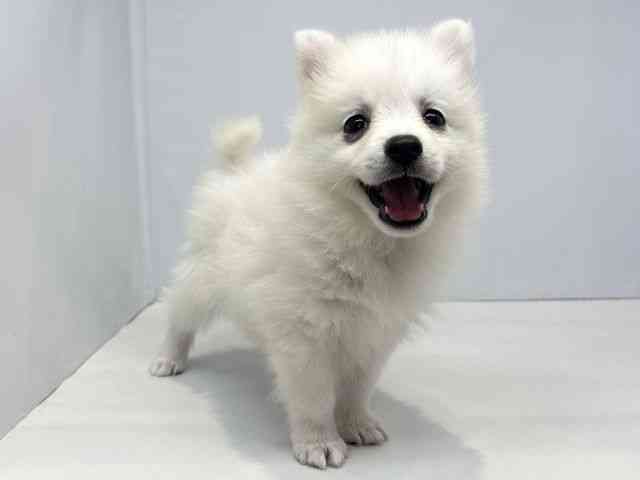 大阪府の日本スピッツ (ひごペットフレンドリーセブンパーク天美店/2026年2月26日生まれ/女の子/ホワイト)の子犬の3枚目の画像