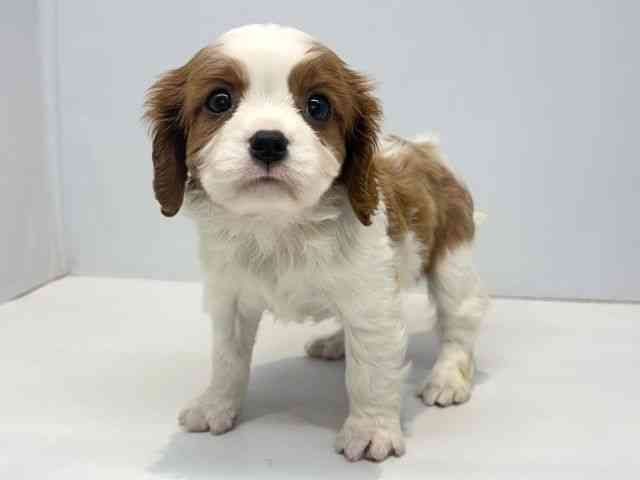 大阪府のキャバリアキングチャールズスパニエル (ひごペットフレンドリーセブンパーク天美店/2026年3月3日生まれ/女の子/ブレンハイム)の子犬の3枚目の画像