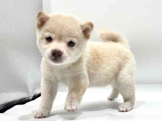 愛知県の柴犬(標準サイズ) (ひごペットフレンドリーヴィアモール アピタ江南西店/2026年2月15日生まれ/女の子/白)の子犬の3枚目の画像