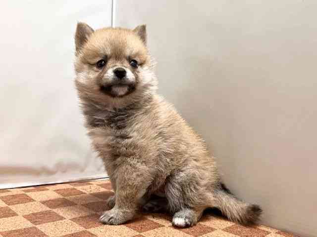 愛媛県の柴犬(標準サイズ) (ひごペットフレンドリーエミフルMASAKI店/2026年2月18日生まれ/男の子/赤)の子犬の3枚目の画像