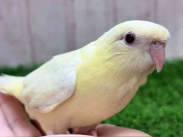 サザナミインコ[カラー【クリームイノ】] | ひごペットフレンドリー