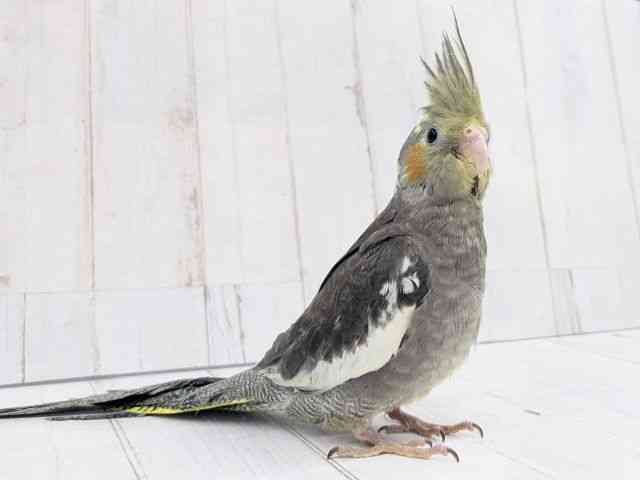 オカメインコ[【ノーマル】フェスタ開催中！2026年5月31日まで特別価格