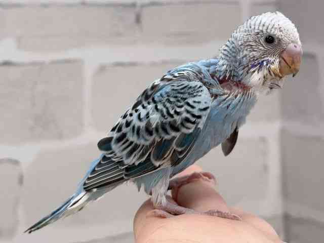 セキセイインコ[【カラー】ブルー系] | ひごペットフレンドリー