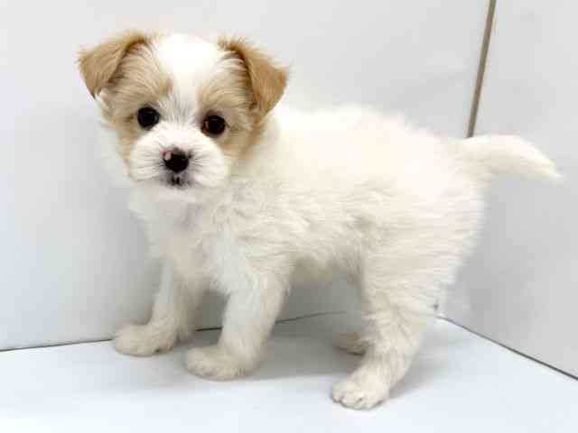 大阪府のハーフ犬・ミックス犬 (ひごペットフレンドリーイオンタウン茨木太田店/2026年3月7日生まれ/男の子/レッドホワイト)の子犬の3枚目の画像