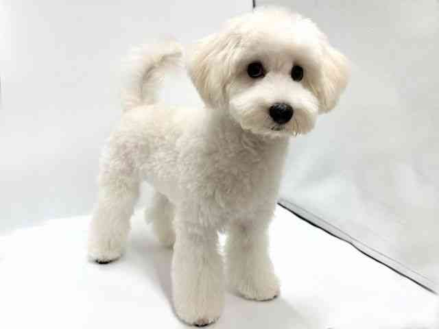 愛知県のハーフ犬・ミックス犬 (ひごペットフレンドリープライムツリー赤池店/2026年3月14日生まれ/男の子/クリーム)の子犬の3枚目の画像