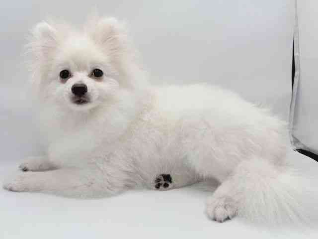 兵庫県のポメラニアン (ひごペットフレンドリーコロワ甲子園店/2026年3月15日生まれ/男の子/クリーム)の子犬の3枚目の画像