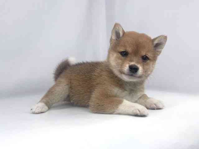 兵庫県の柴犬(標準サイズ) (ひごペットフレンドリーイオンタウン加古川店/2026年3月12日生まれ/女の子/赤)の子犬の3枚目の画像