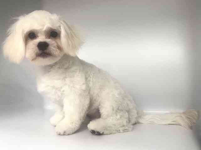 大阪府のハーフ犬・ミックス犬 (ひごペットフレンドリー岸和田店/2026年3月17日生まれ/男の子/ホワイト)の子犬の3枚目の画像