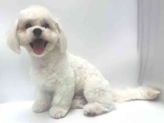 大阪府のハーフ犬・ミックス犬 (ひごペットフレンドリー岸和田店/2026年3月17日生まれ/男の子/ホワイト)の子犬の3枚目の画像