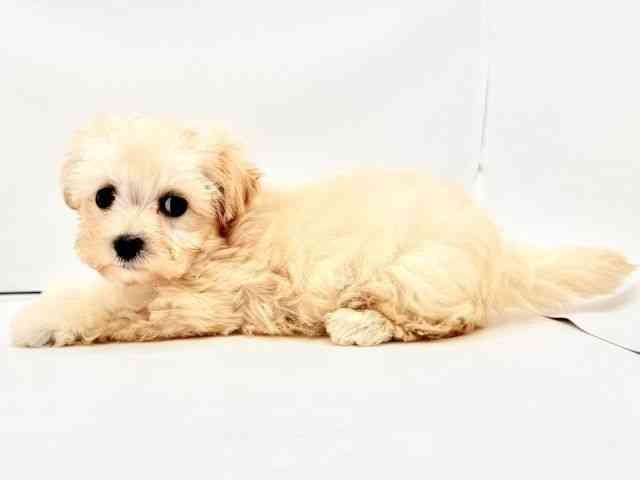 兵庫県のハーフ犬・ミックス犬 (ひごペットフレンドリークラウンパーク伊丹店/2026年3月20日生まれ/女の子/クリーム)の子犬の3枚目の画像