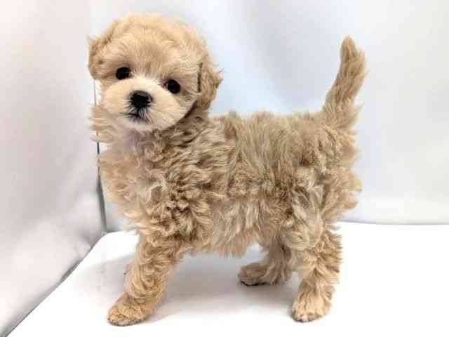 広島県のハーフ犬・ミックス犬 (ひごペットフレンドリーゆめタウン廿日市店/2026年3月22日生まれ/女の子/クリーム)の子犬の3枚目の画像