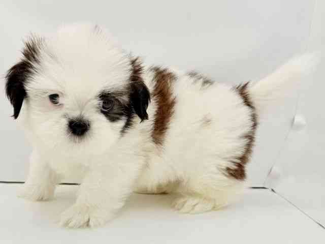 兵庫県のシーズー (ひごペットフレンドリークラウンパーク伊丹店/2026年3月21日生まれ/男の子/ゴールドホワイト)の子犬の3枚目の画像
