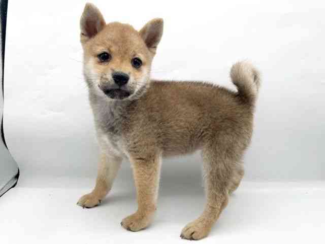 奈良県の柴犬(標準サイズ) (ひごペットフレンドリートナリエ大和高田店/2026年3月28日生まれ/女の子/赤)の子犬の3枚目の画像