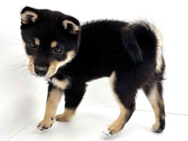 兵庫県の柴犬(標準サイズ) (ひごペットフレンドリークラウンパーク伊丹店/2026年3月30日生まれ/男の子/黒)の子犬の3枚目の画像