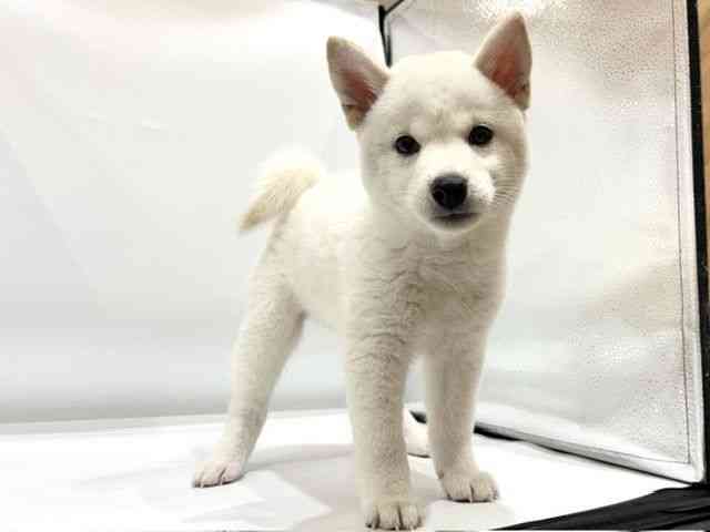 愛知県の柴犬(標準サイズ) (ひごペットフレンドリーヴィアモール アピタ江南西店/2026年3月28日生まれ/女の子/白)の子犬の3枚目の画像