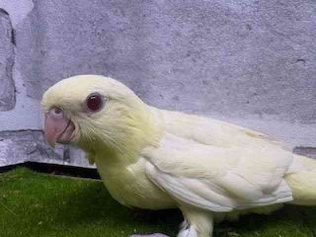 サザナミインコ[クリームイノ] | ひごペットフレンドリー 【 公式サイト 】