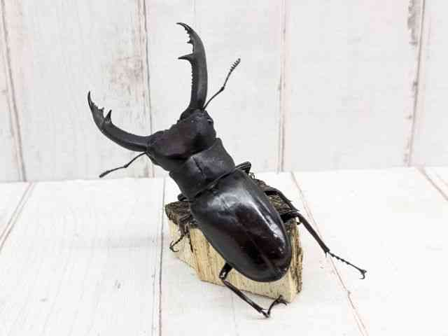 マンディブラリスフタマタクワガタ 3枚セット いきもの大図鑑プレミアム マンディブラリスフタマタクワガタ（レッド