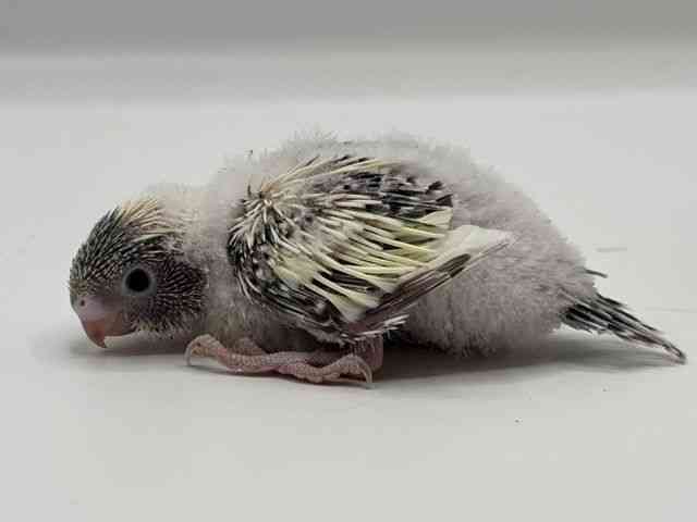 セキセイインコ[【カラー】レインボー系] | ひごペットフレンドリー