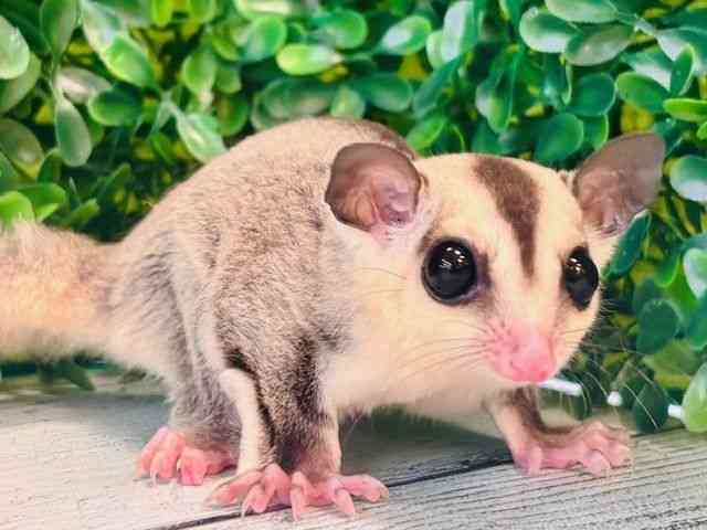 フクロモモンガ[【カラー】ホワイトフェイス] | ひごペット