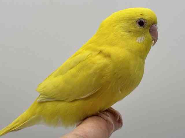セキセイインコ[【カラー】ルチノー] | ひごペットフレンドリー