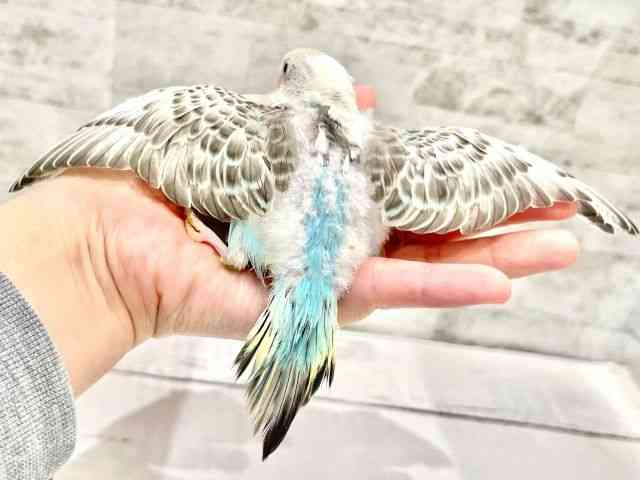 セキセイインコ[【カラー】レインボー系] | ひごペットフレンドリー