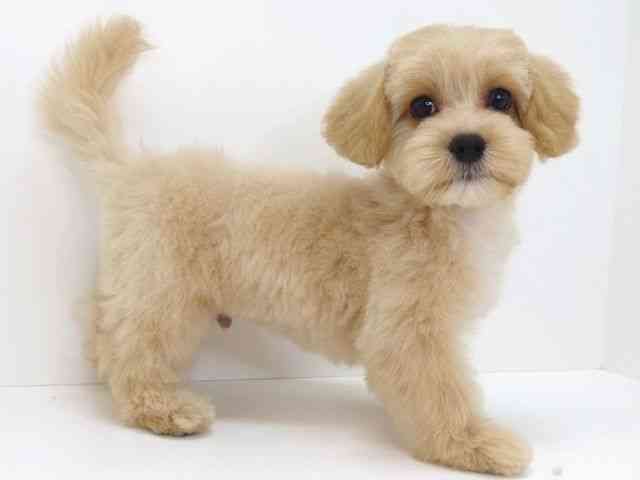 大阪府のハーフ犬・ミックス犬 (ひごペットフレンドリーいこらもーる泉佐野店/2026年4月3日生まれ/男の子/クリーム)の子犬の3枚目の画像